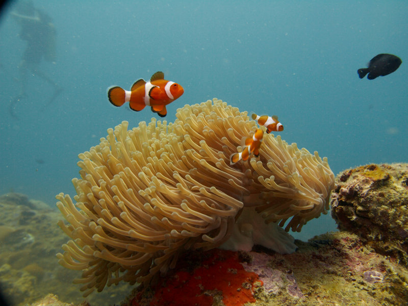 Clown Fish, Natural Light